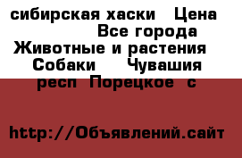 l: сибирская хаски › Цена ­ 10 000 - Все города Животные и растения » Собаки   . Чувашия респ.,Порецкое. с.